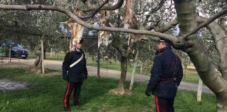 Canile abusivo, cani senza cibo né cure a San Ferdinando