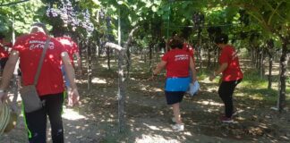 Diritti e salario, la Flai Cgil Bat “Ancora in campo”