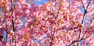 Festa di Primavera nel Parco delle Cave di Cafiero il 22 marzo