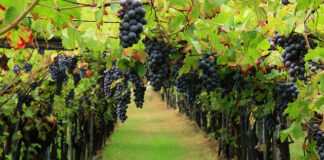 Vino, Coldiretti Puglia: «Vendemmia doc spinge primitivo al top»