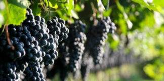 Settore Vitivinicolo: Regione stanzia 2,8 milioni per le imprese pugliesi