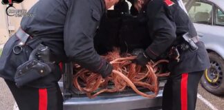 Furti di rame in parchi eolici, sgominata la banda con base operativa a San Ferdinando di Puglia
