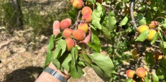 Pesche e albicocche a rischio per l’assenza di acqua: 300 agricoltori costituiscono un comitato