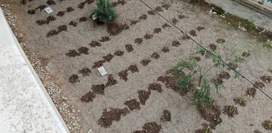 CPIA BAT “Gino Strada”, la scuola si fa aula a cielo aperto: riparte l’orto didattico